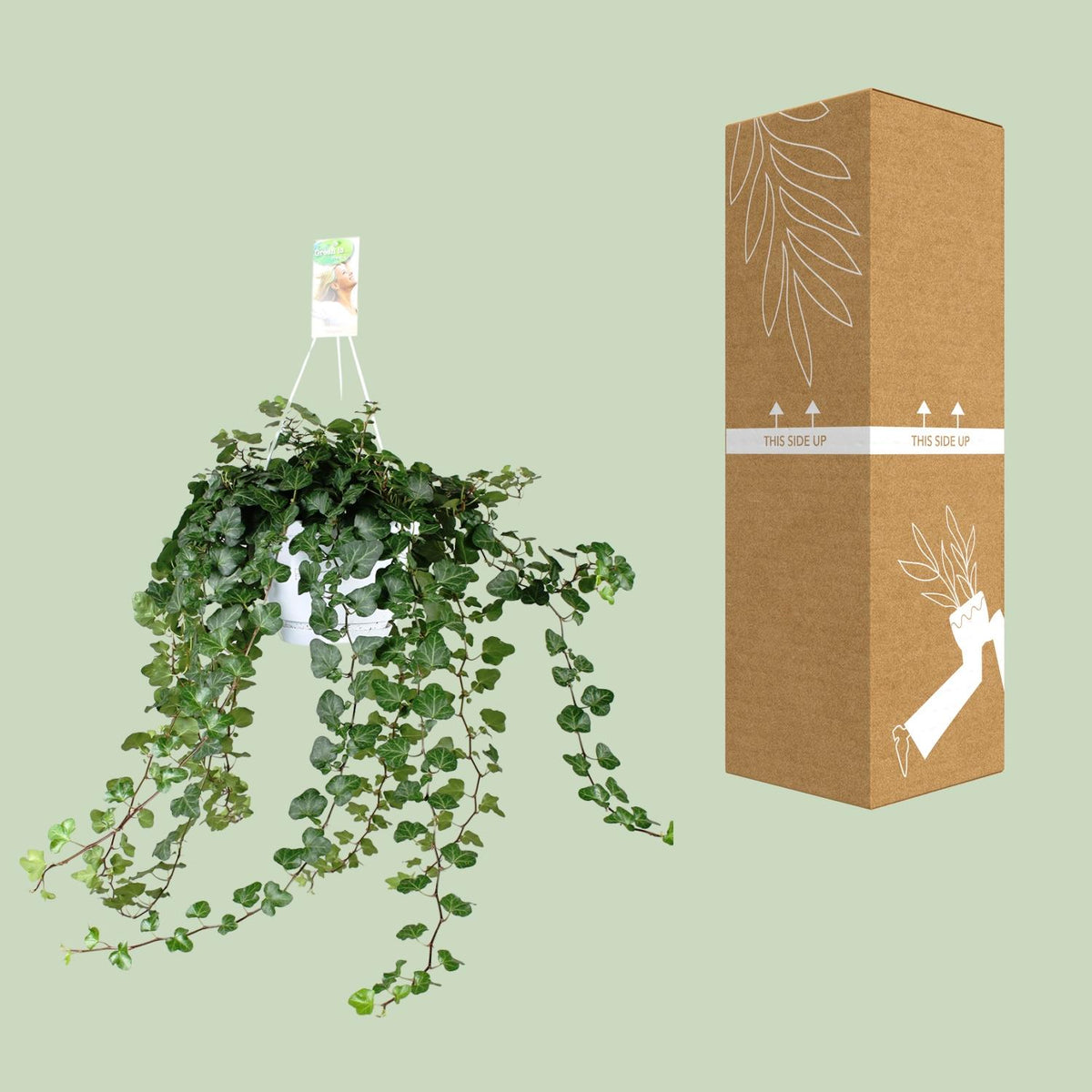 Detailfoto van Hedera Wonder Green