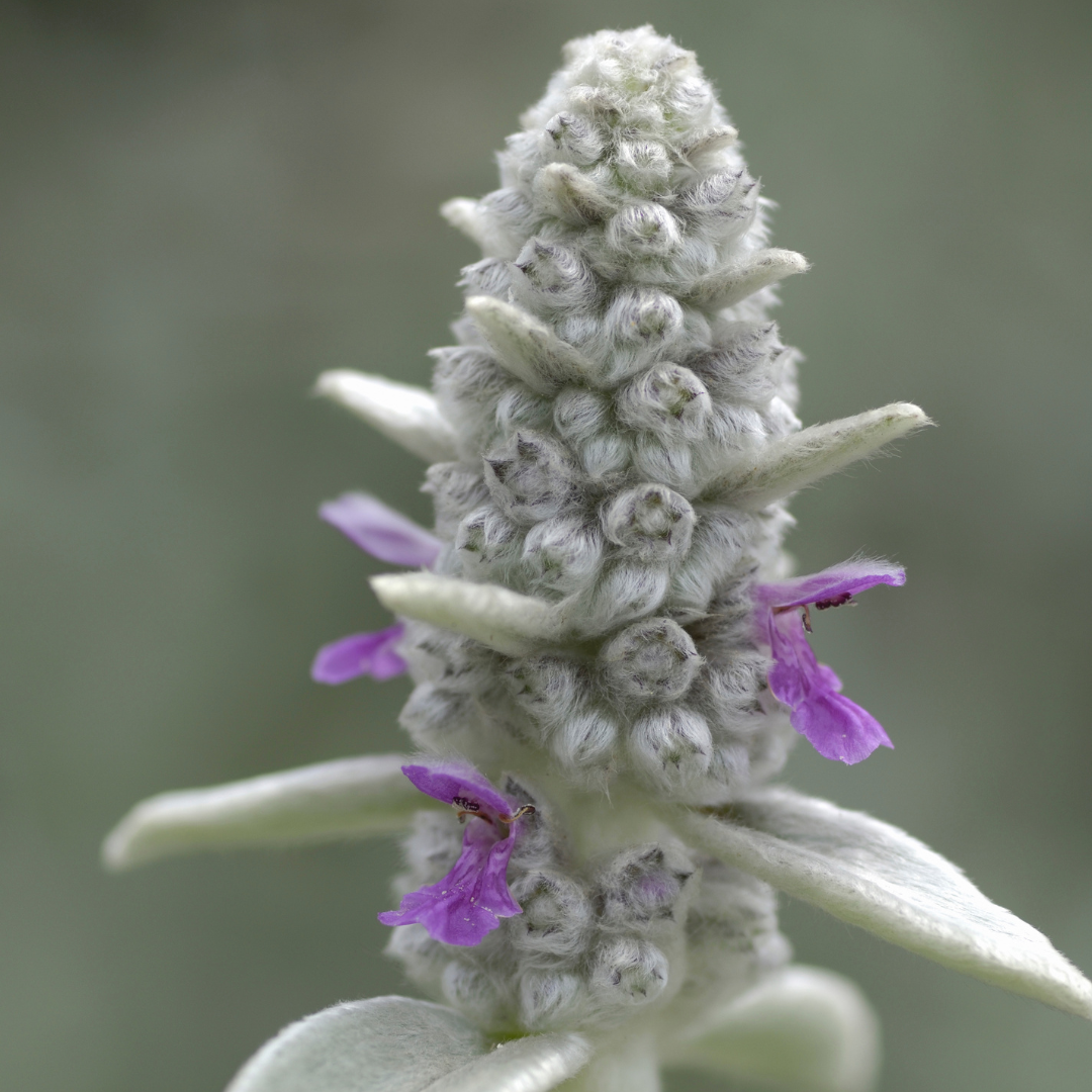 Stachys byzantina, gezonde plant
