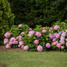 8x Hortensia Endless Summer The Original Pink