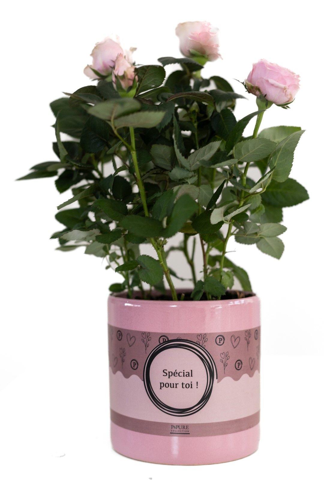Rosa Light Pink In P&PURE "SPECIAL POUR TOI" Verpakking, plant in pot