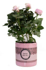 Rosa Light Pink In P&PURE "SPECIAL POUR TOI" Verpakking