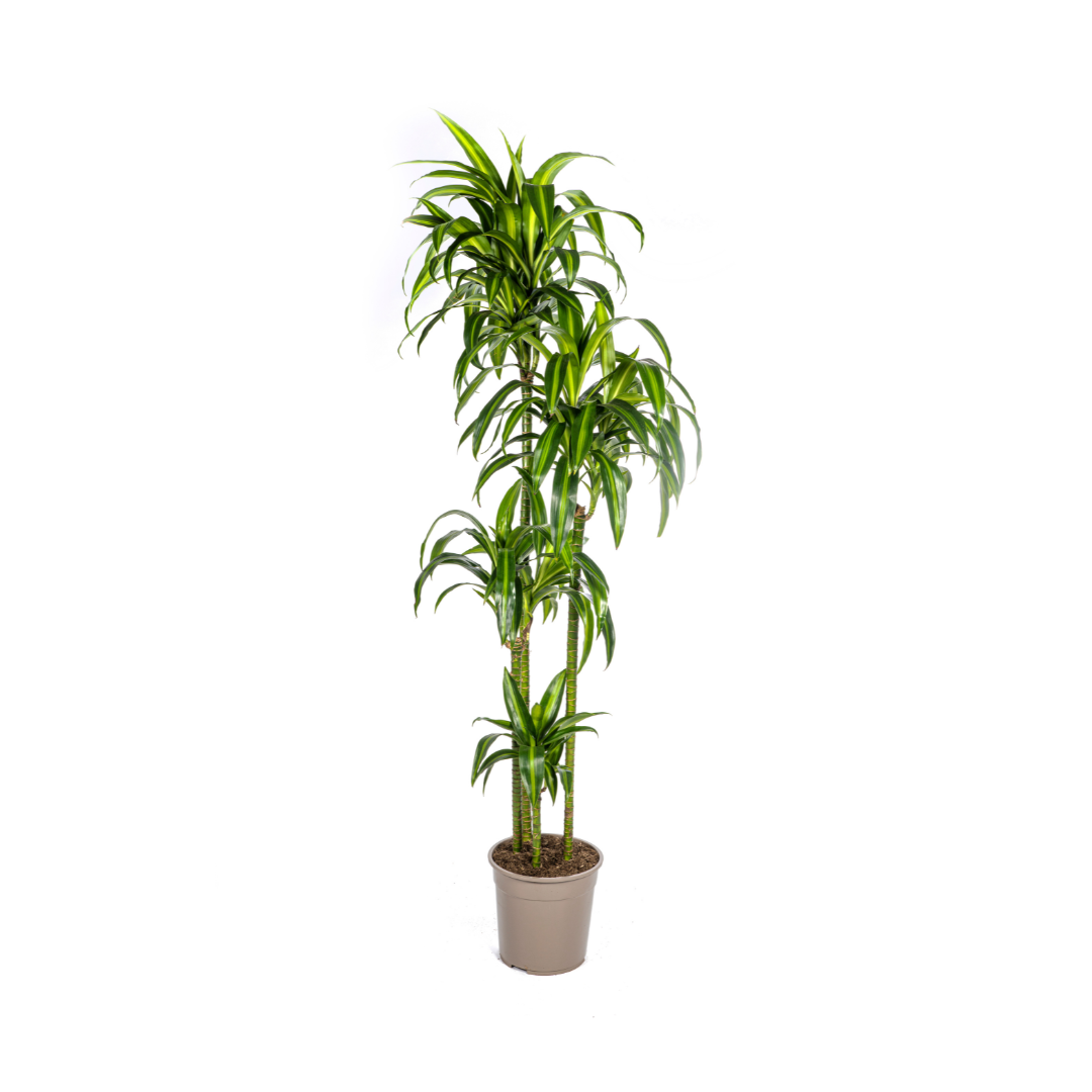 Dracaena Deremensis Hawaiian Sunshine, plant in pot