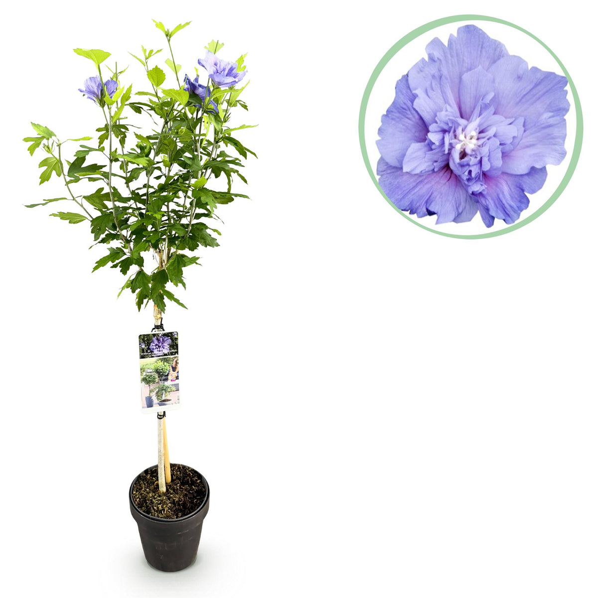 Hibiscus syriacus Blue Chiffon®, detail van het blad
