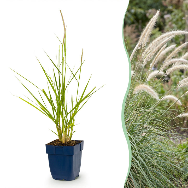 Pennisetum or. Fairy Tales - Lampenpoetsergras - Met Pluim - 6 Planten