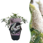 Buddleja davidii White Profusion, detail van het blad