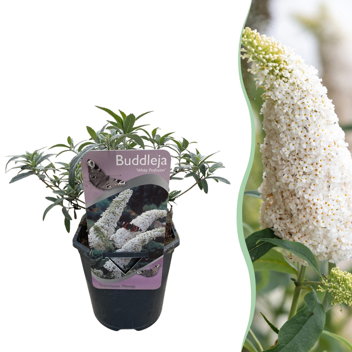 Buddleja davidii White Profusion, detail van het blad