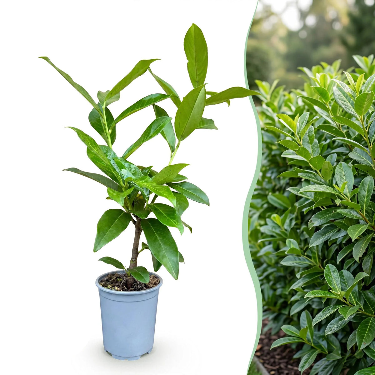 Laurierkers Novita, plant in pot