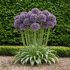Allium Gladiator, detail van het blad