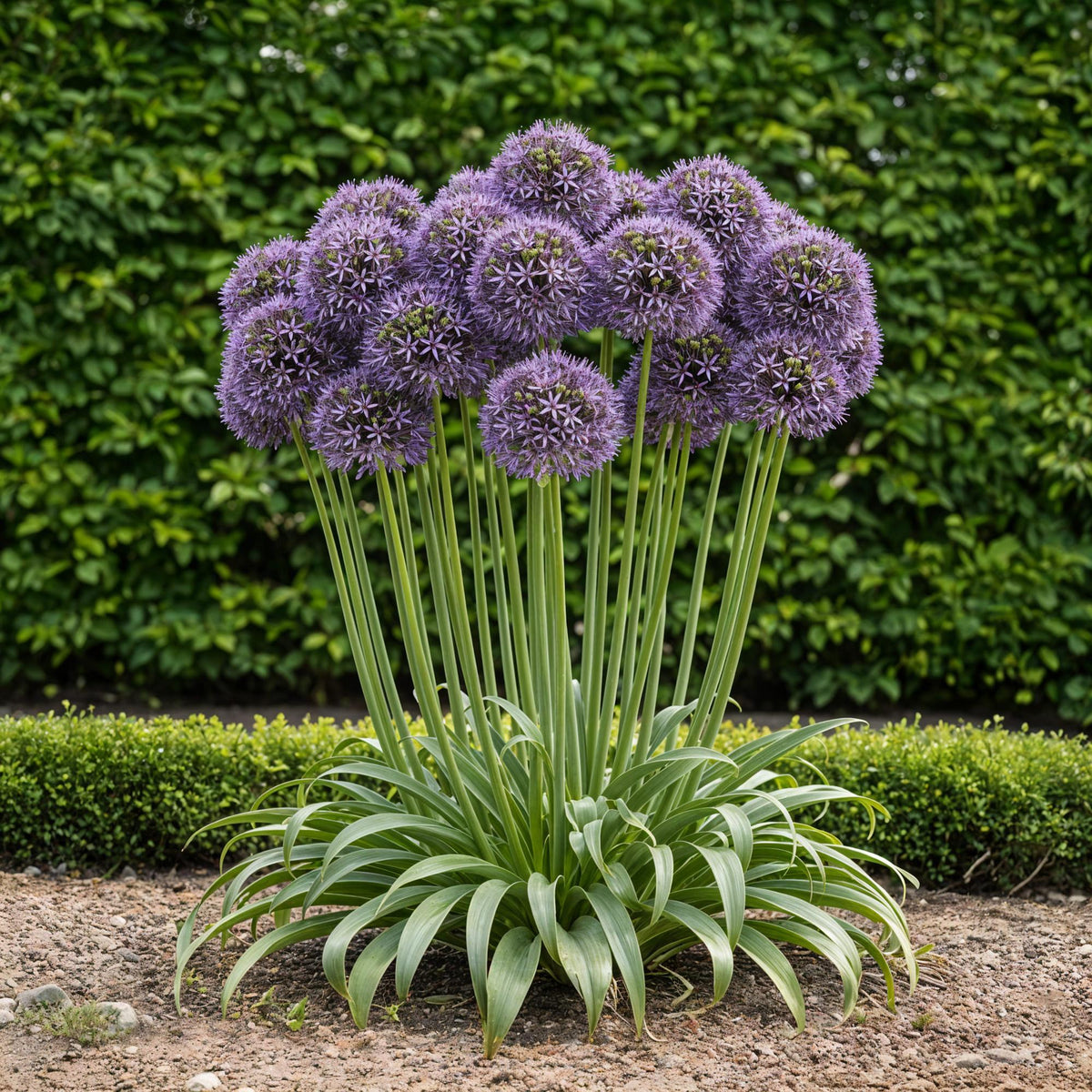 Allium Gladiator, detail van het blad