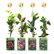 Klimplanten rainbow mix, vier soorten klimplanten