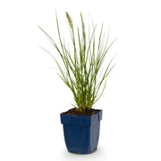 Pennisetum alop. Little Bunny - Lampenpoetsergras - Met Pluim
