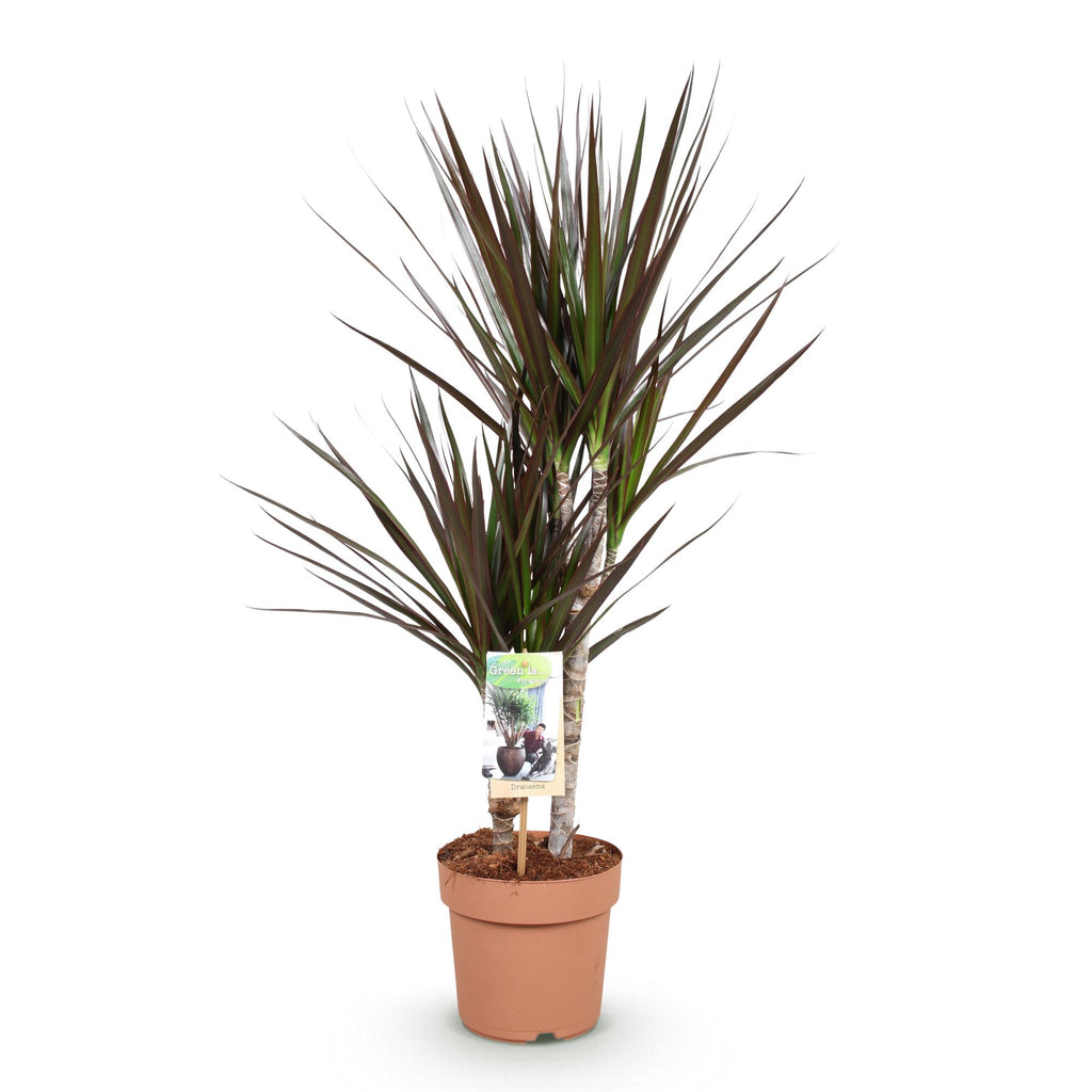 Dracaena Magenta, 70-80 cm hoog, compacte plant