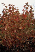 Cornus sang. 'Midwinter Fire', 15 cm hoog, detail van het blad