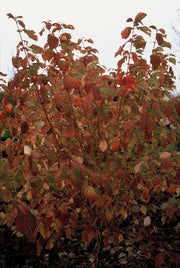 24x Cornus sang. &