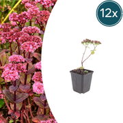 Sedum &