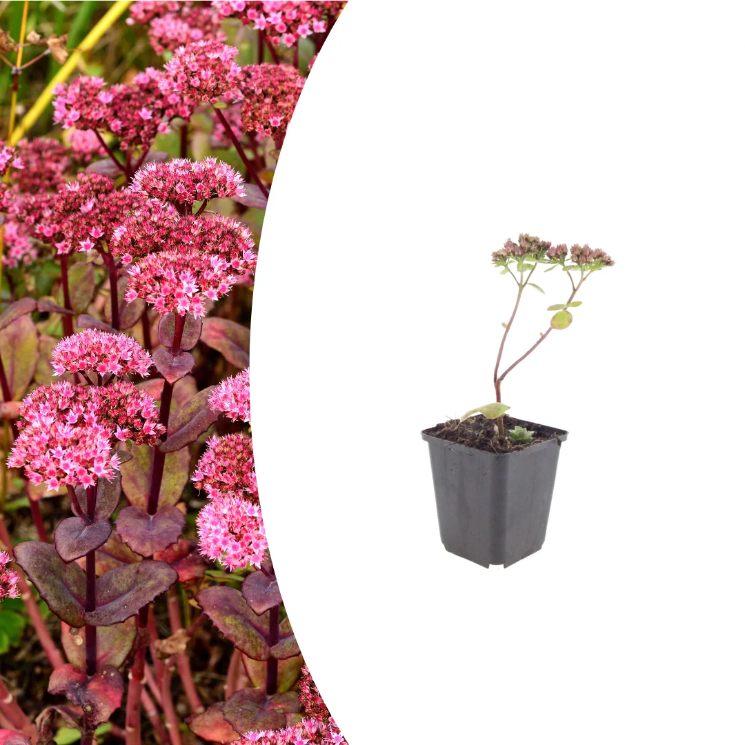 Sedum 'Matrona', plant in pot