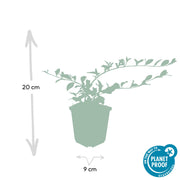 Cotoneaster dammeri