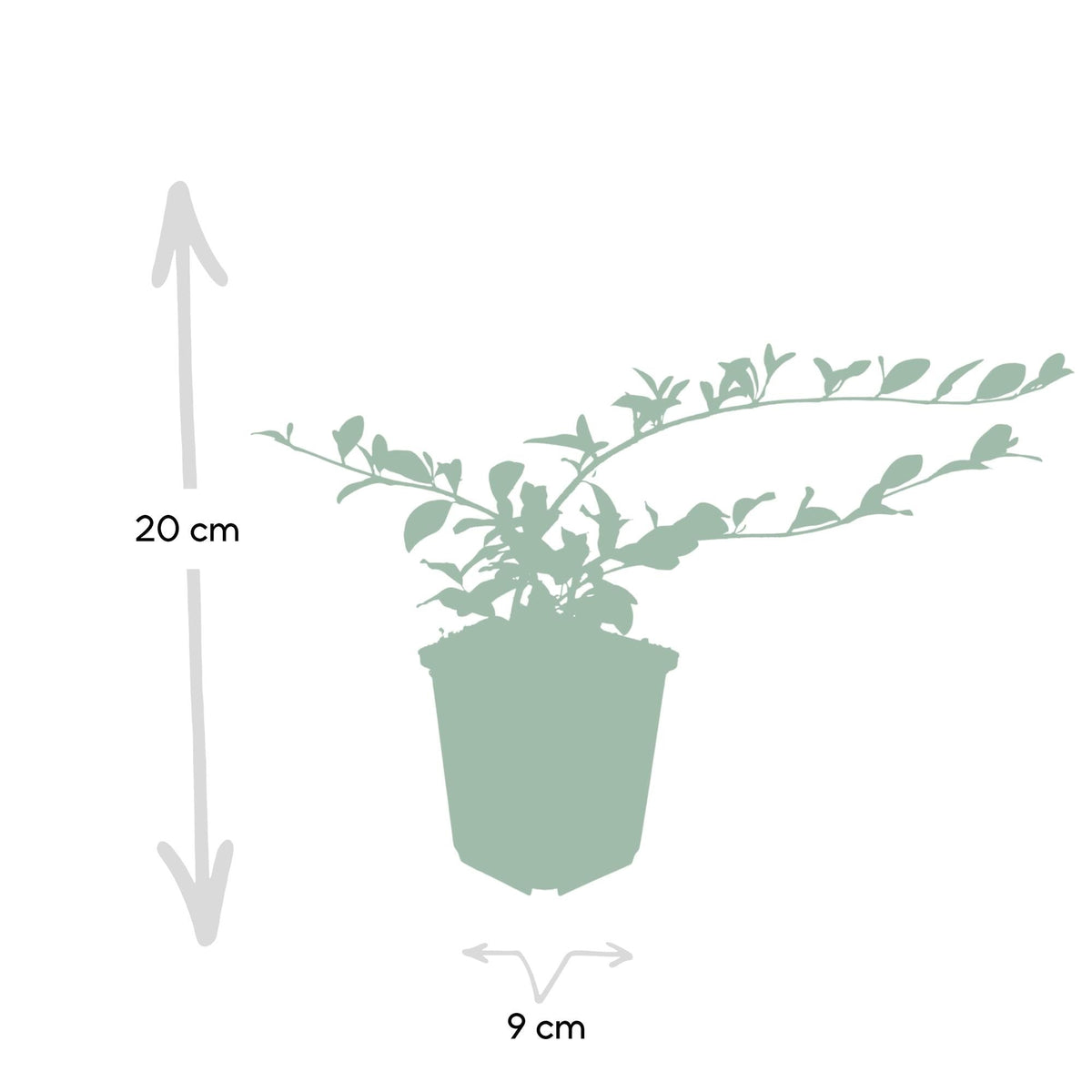 Cotoneaster dammeri, kenmerkend blad
