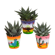 Gasteria/Haworthia mix