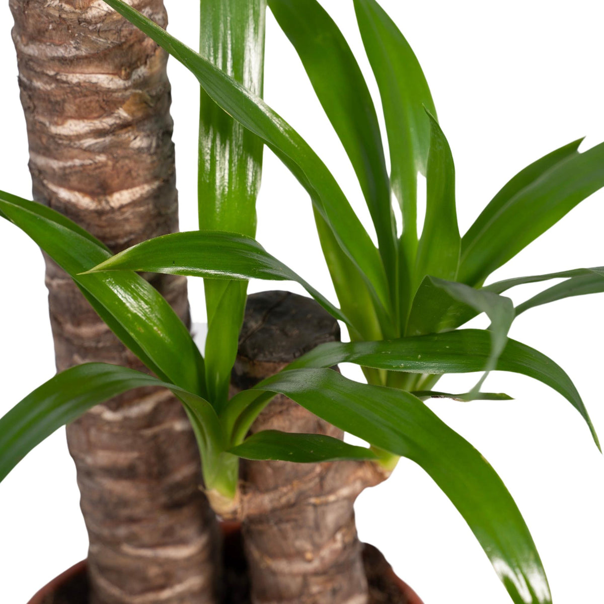 Yucca elephantipes, stekelig blad op stam, 85 cm hoog, kenmerkend blad