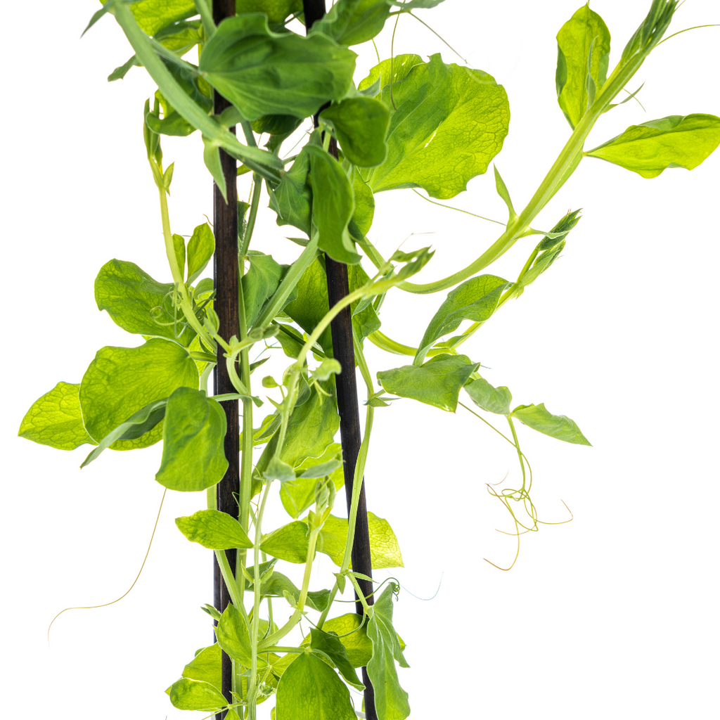 4x Lathyrus Odoratus, kenmerkend blad