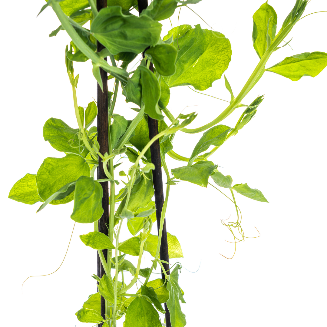 4x Lathyrus Odoratus, kenmerkend blad