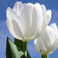 Tulpenbollen Catherina, zuiver witte tulp, 20 stuks, plant in pot