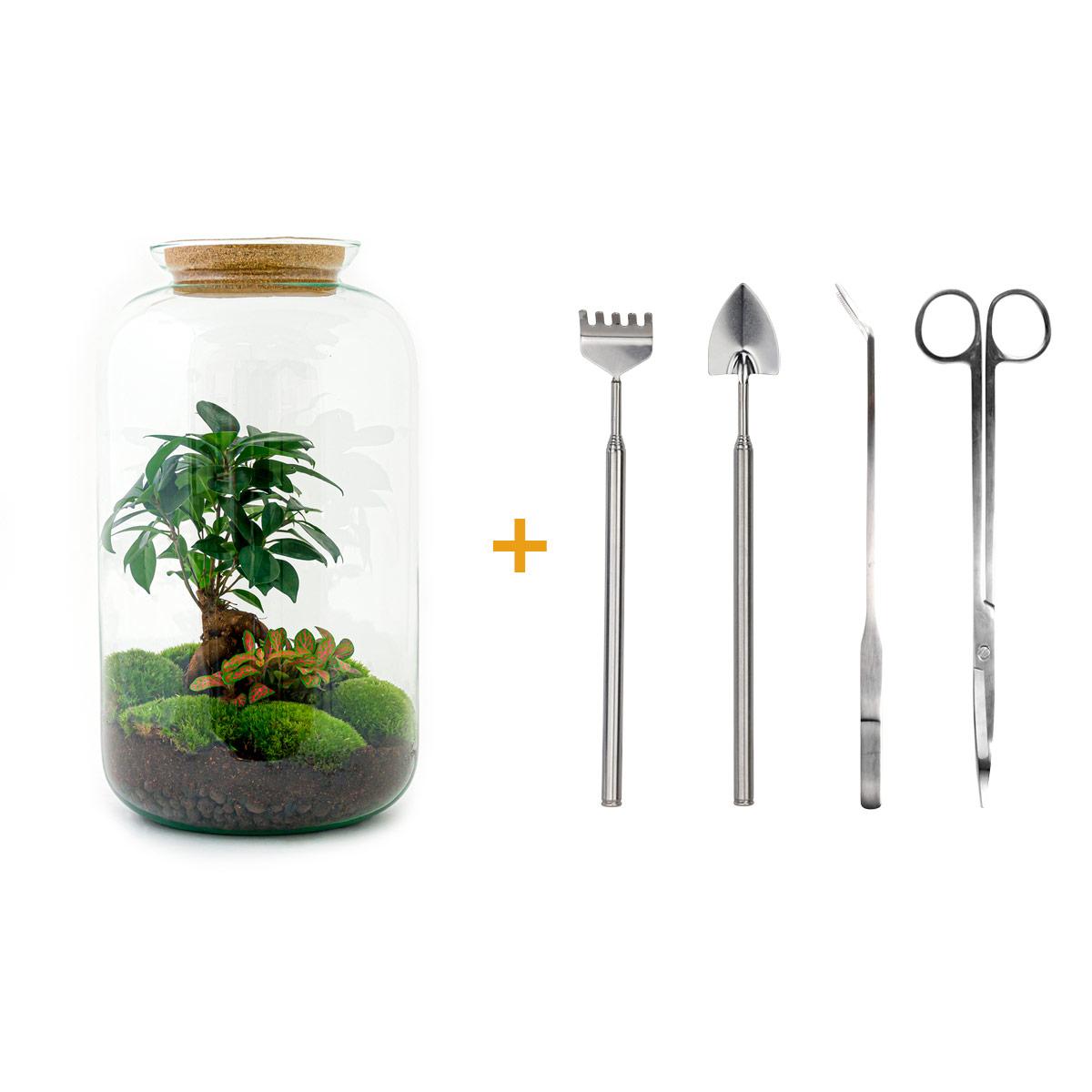 Detailfoto van DIY terrarium - Sven Bonsai - Met complete gereedschapsset