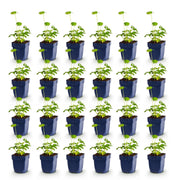 Vasteplant - Astrantia major - Sterrenkruid - Schaduw - Wit-Roze - 24 Planten - Pot 11cm - Hoogte 15-25cm
