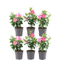 Productafbeelding van Pureplant