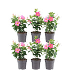 Productafbeelding van Pureplant