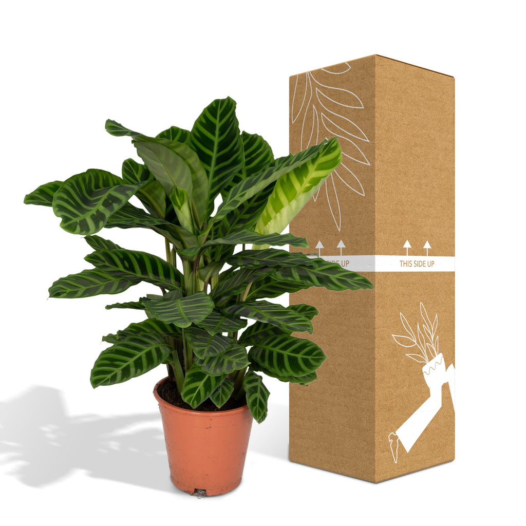 Calathea Zebrina - Pauwenplant, kenmerkend blad
