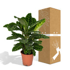 Calathea Zebrina - Pauwenplant, kenmerkend blad