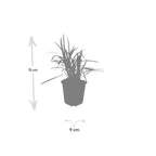 Liriope muscari 'Monroe White', kenmerkend blad