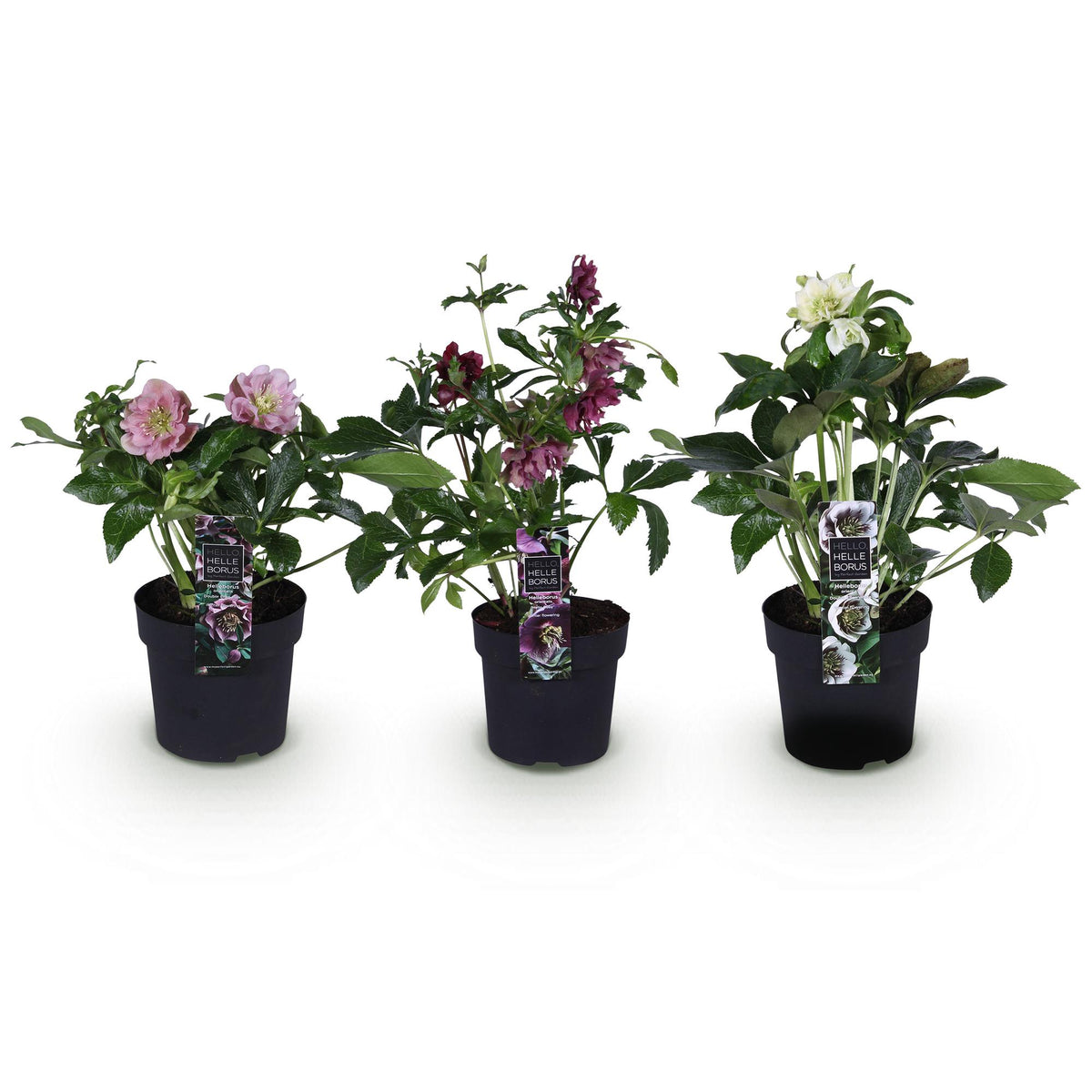 Lenten Rose, kenmerkend blad