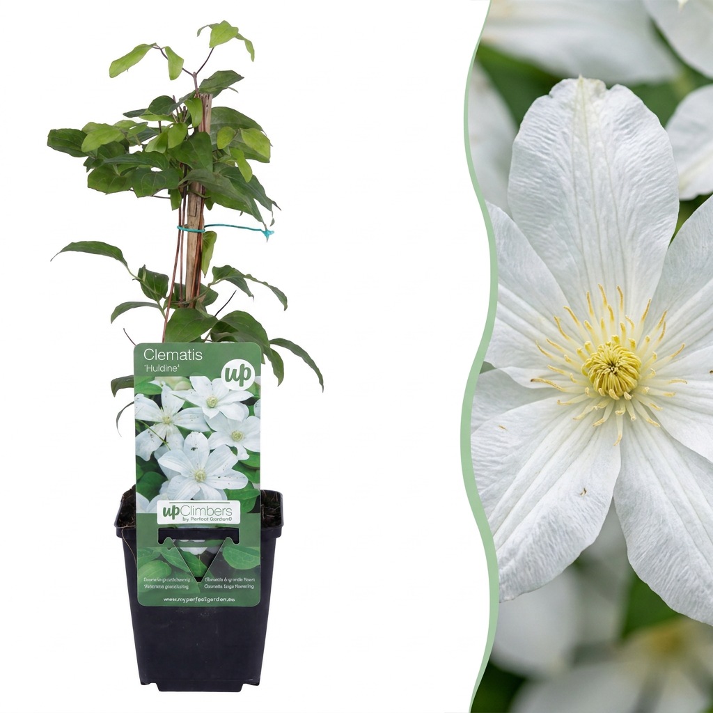 Clematis 'Huldine' - witte bosrank, plant in pot