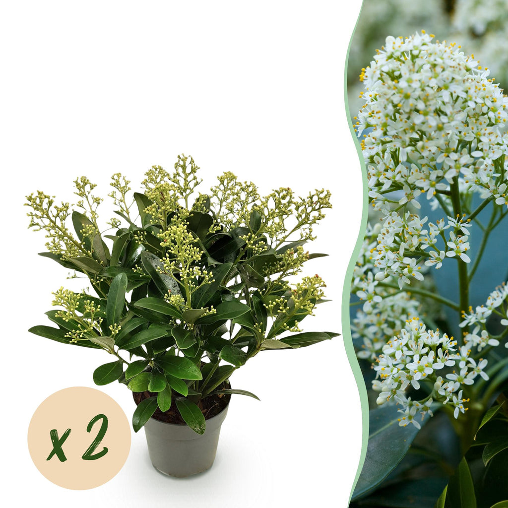 Skimmia japonica Finchy, 30 cm hoog, sierlijke plant
