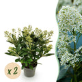 Skimmia japonica Finchy, 30 cm hoog, sierlijke plant
