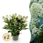 Skimmia japonica Finchy, 30 cm hoog, sierlijke plant