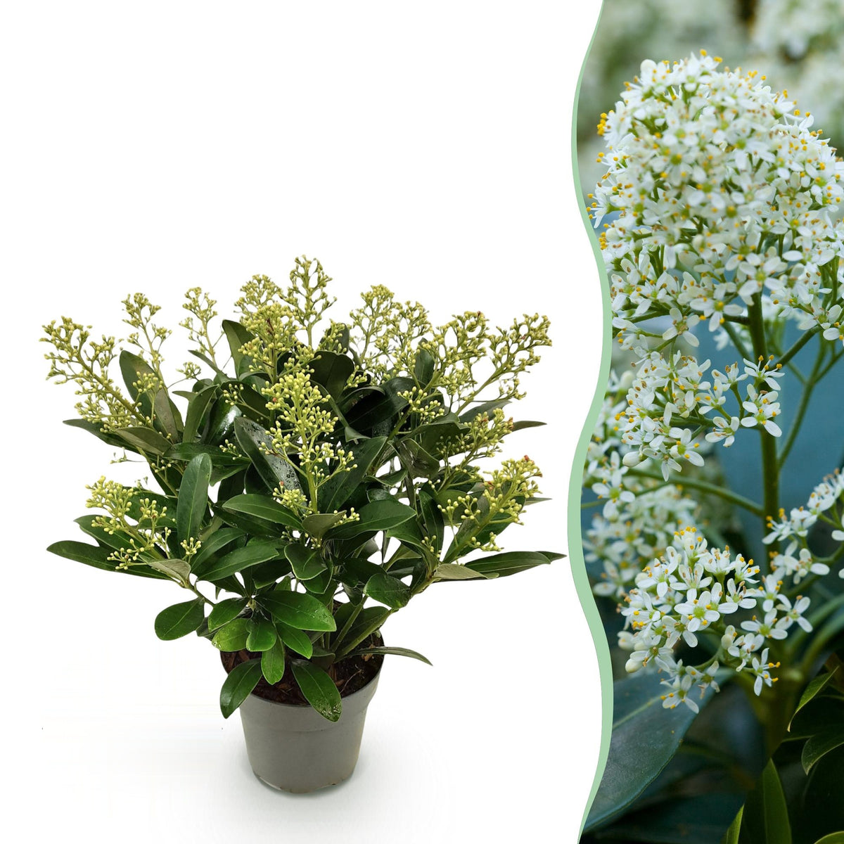 Skimmia japonica Finchy, 30 cm hoog, sierlijke plant