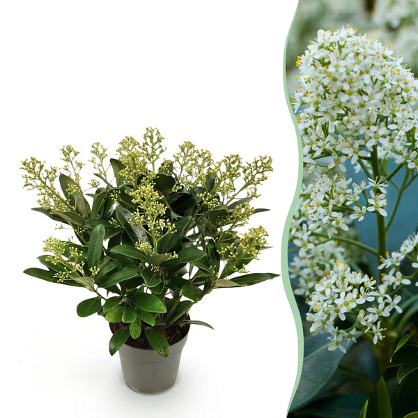 Skimmia japonica Finchy, 30 cm hoog