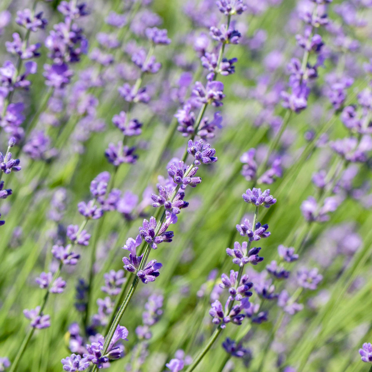 Lavandula angustifolia Hidcote, detail van het blad