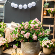 Rhododendron Bloombux &