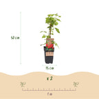 Frambozenplant Malling Promise, fruitgewas voor de tuin, groene bladeren