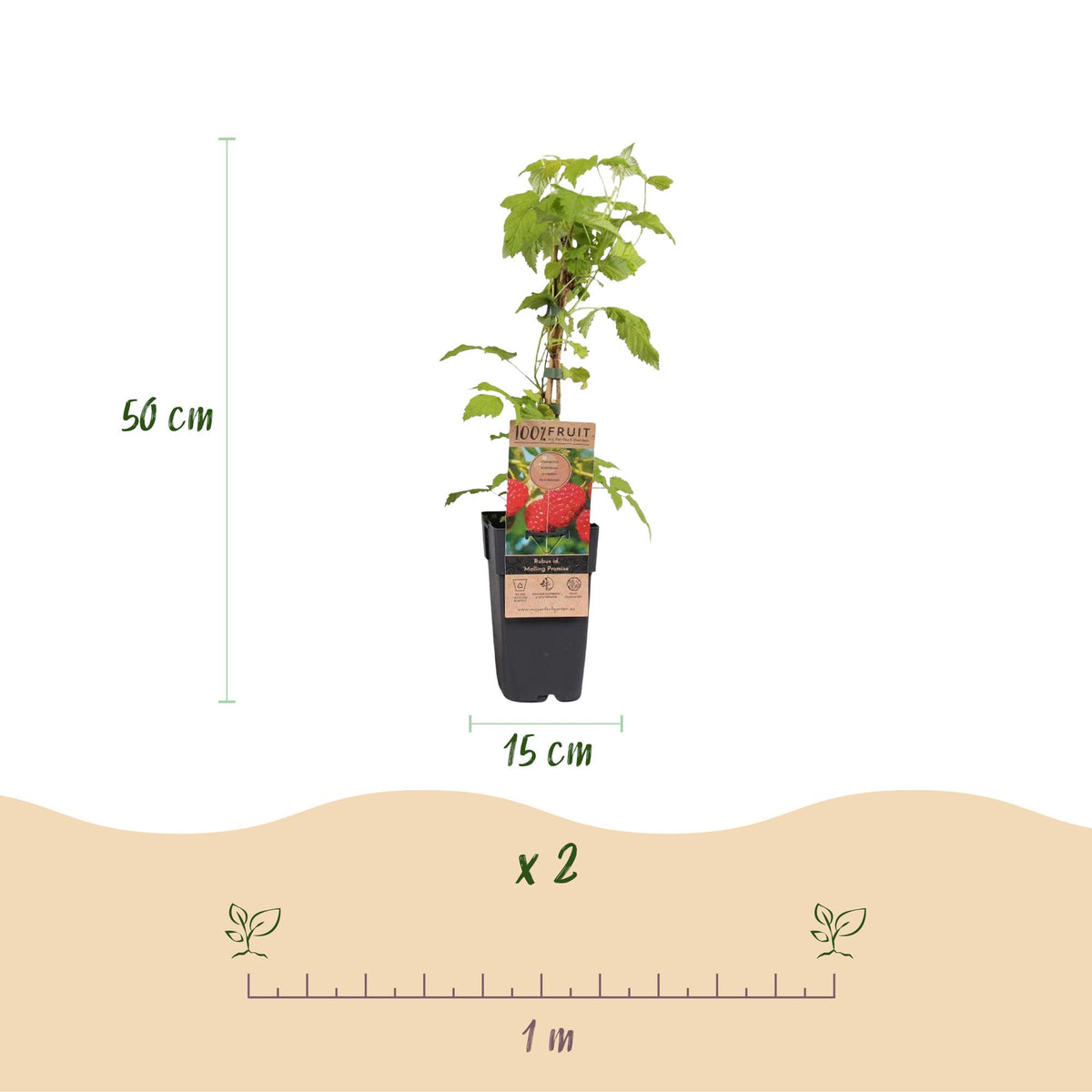 Frambozenplant Malling Promise, fruitgewas voor de tuin, groene bladeren