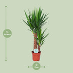 Yucca, kenmerkend blad