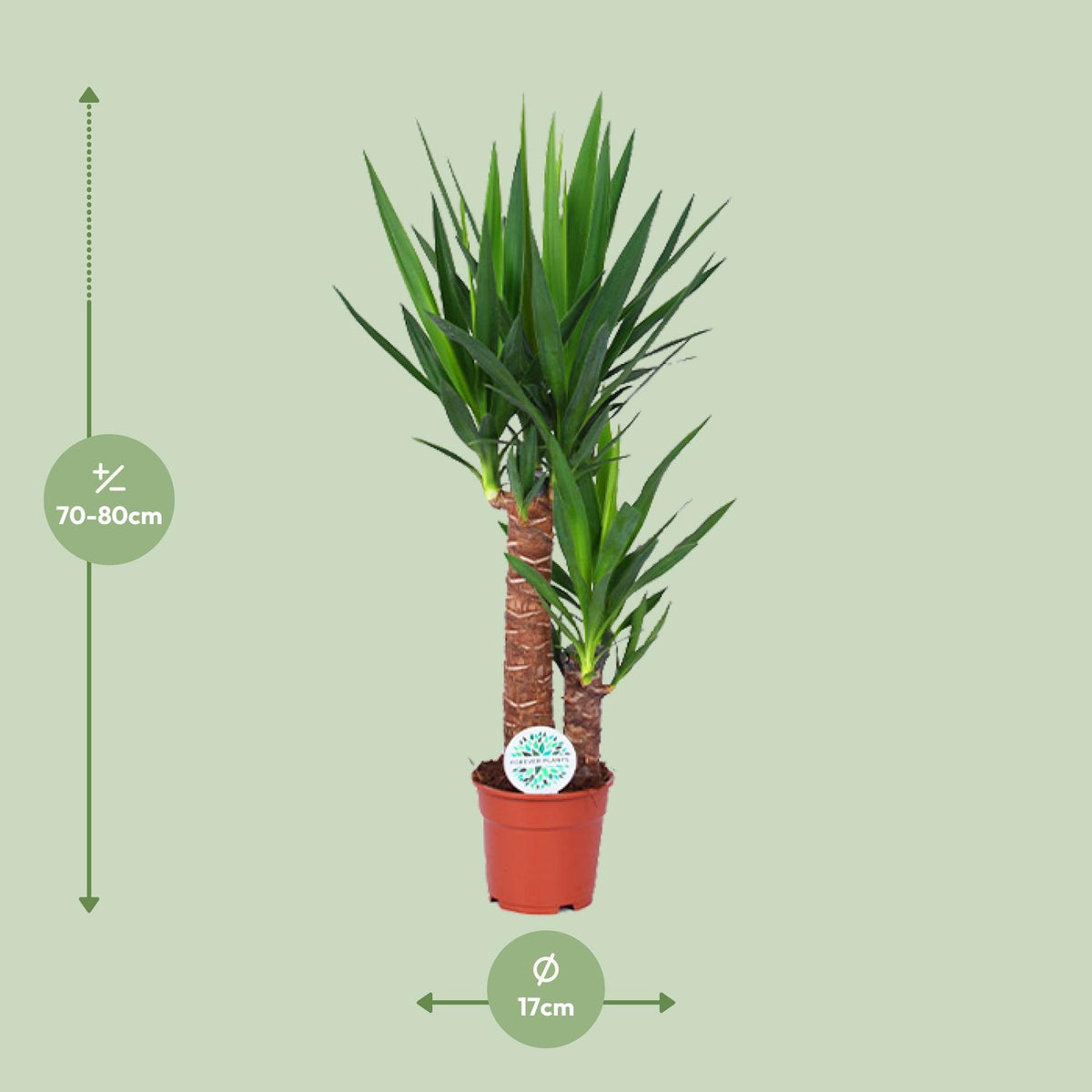 Yucca, kenmerkend blad