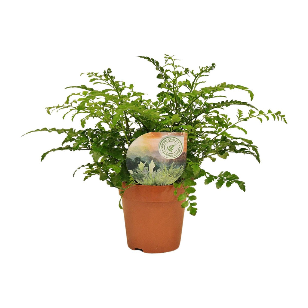 Asplenium Parvati, detail van het blad