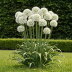 Allium Mount Everest, detail van het blad