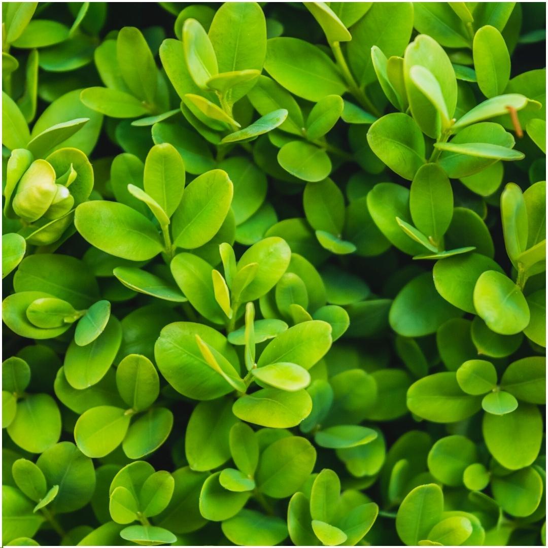 Productafbeelding van Pureplant